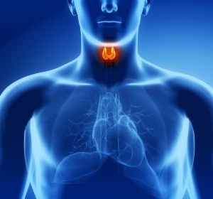 Endocrinologia
